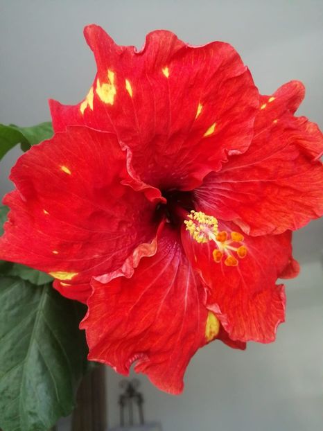 IMG-20190729-WA0008 - TIHY X CLASSICAL DANCER