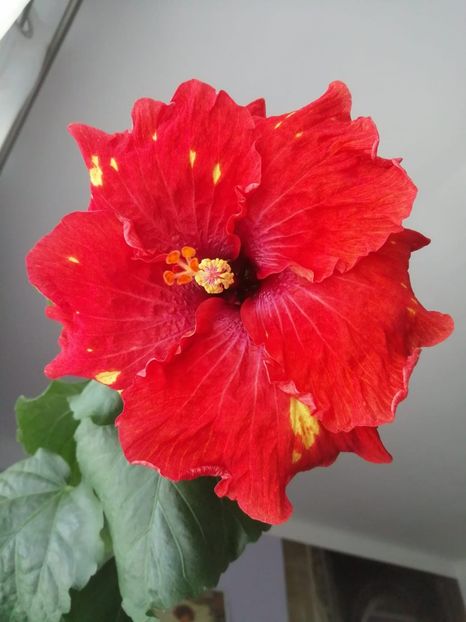 IMG-20190729-WA0039 - TIHY X CLASSICAL DANCER