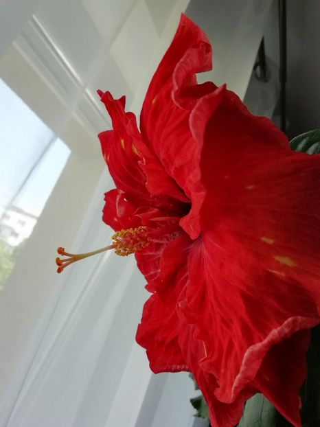  - TIHY X CLASSICAL DANCER