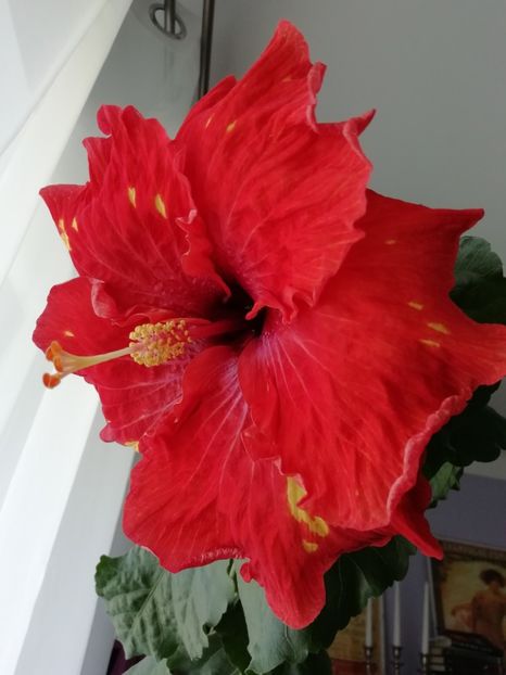  - TIHY X CLASSICAL DANCER