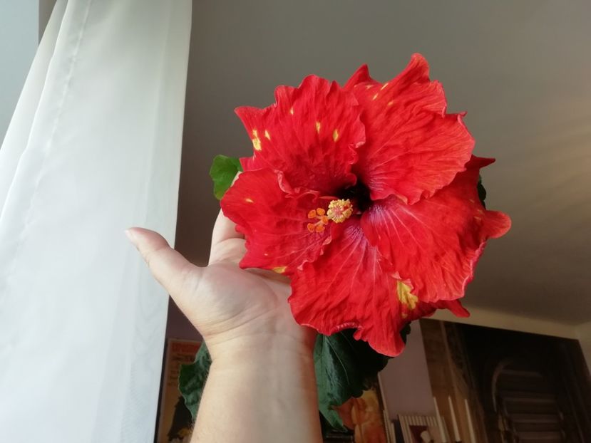  - TIHY X CLASSICAL DANCER