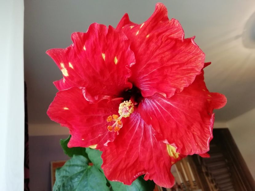  - TIHY X CLASSICAL DANCER