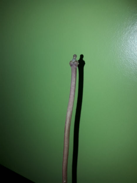  - Hoya kerrii inner variegated