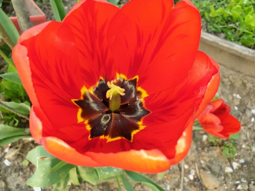  - Florile mamei 2019