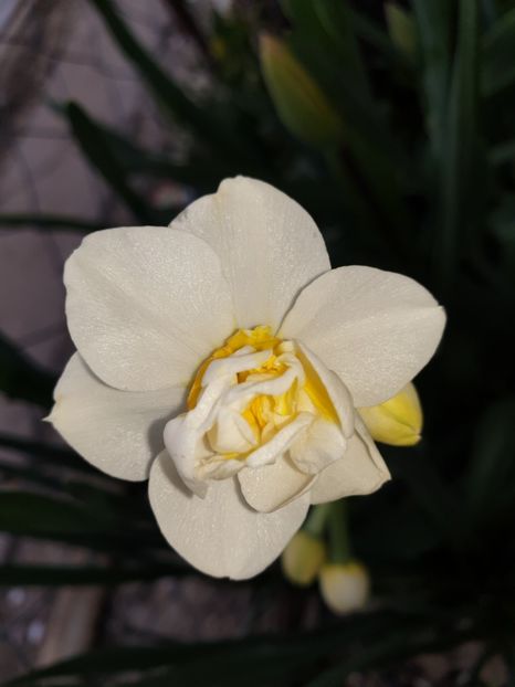  - Florile mamei 2019