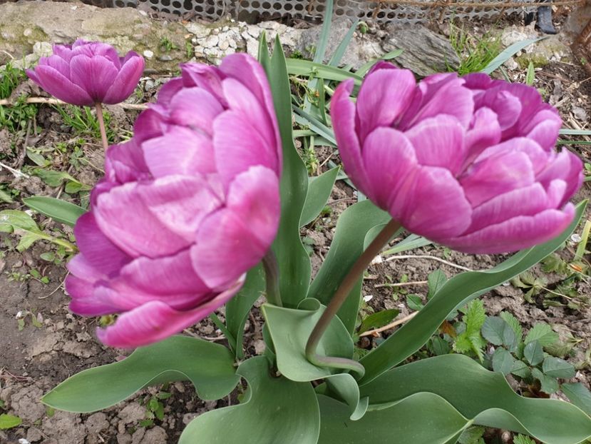  - Florile mamei 2019