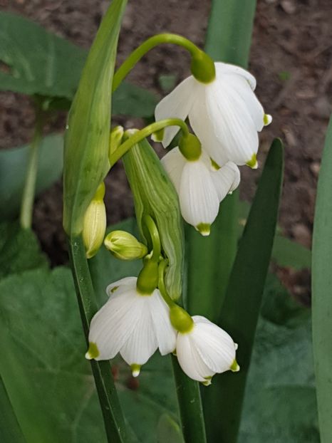  - Florile mamei 2019