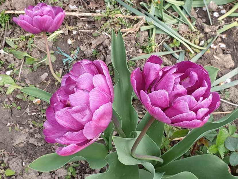  - Florile mamei 2019