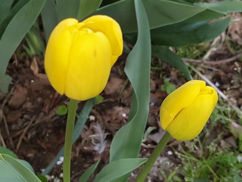  - Florile mamei 2019