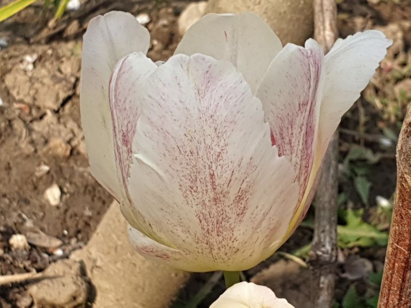  - Florile mamei 2019