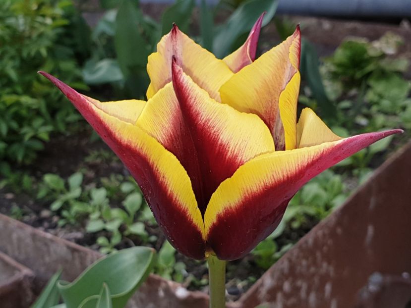  - Florile mamei 2019