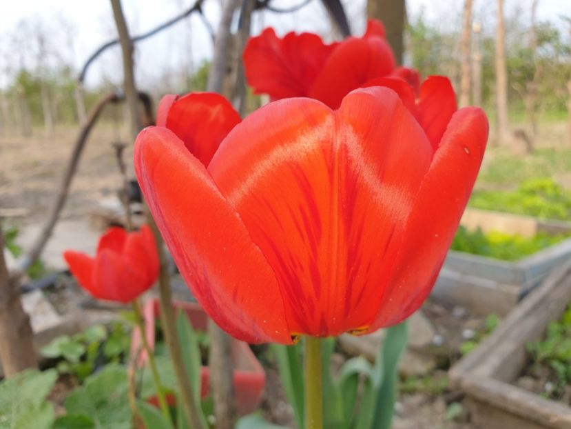  - Florile mamei 2019