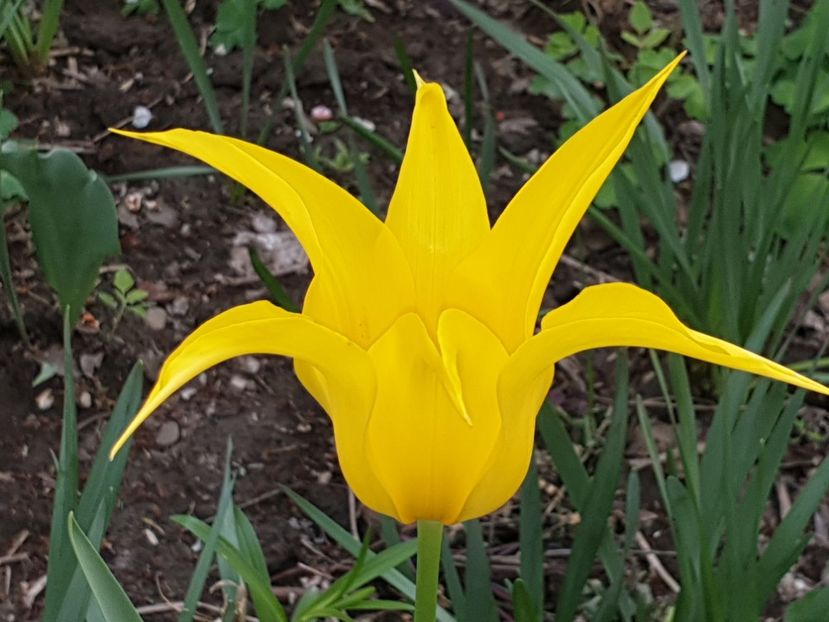  - Florile mamei 2019