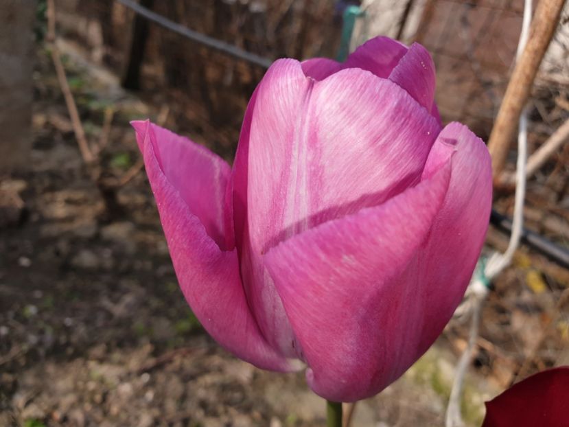  - Florile mamei 2019