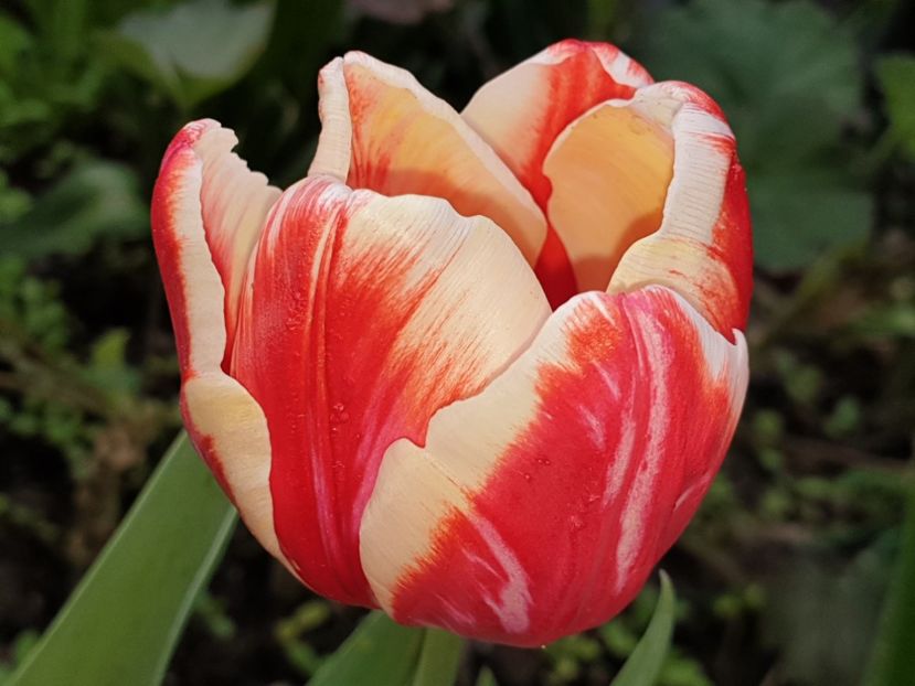  - Florile mamei 2019