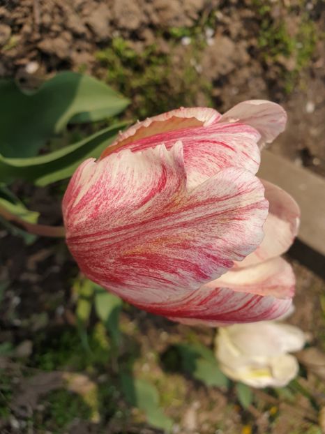  - Florile mamei 2019