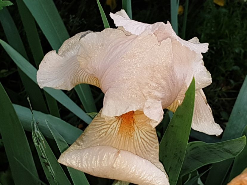  - Florile mamei 2019