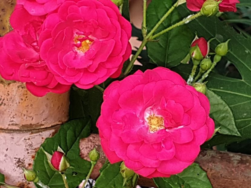  - Florile mamei 2019