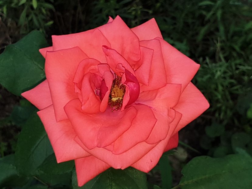  - Florile mamei 2019