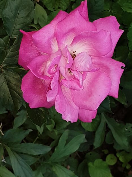  - Florile mamei 2019