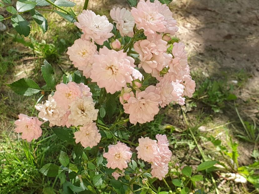  - Florile mamei 2019