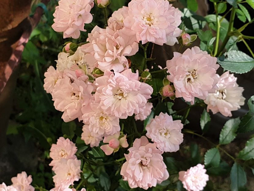  - Florile mamei 2019