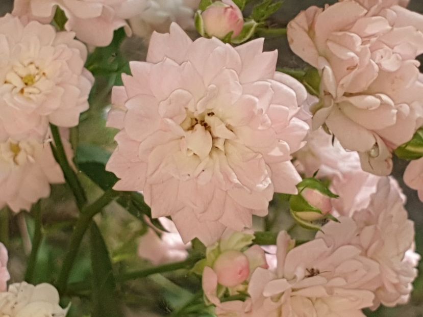  - Florile mamei 2019