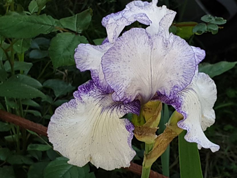  - Florile mamei 2019