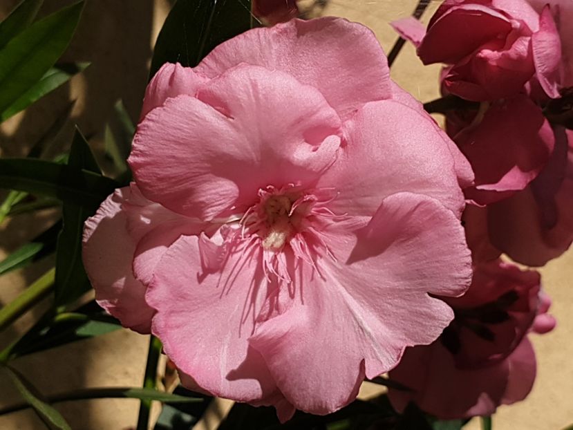  - Florile mamei 2019