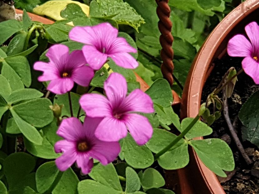  - Florile mamei 2019