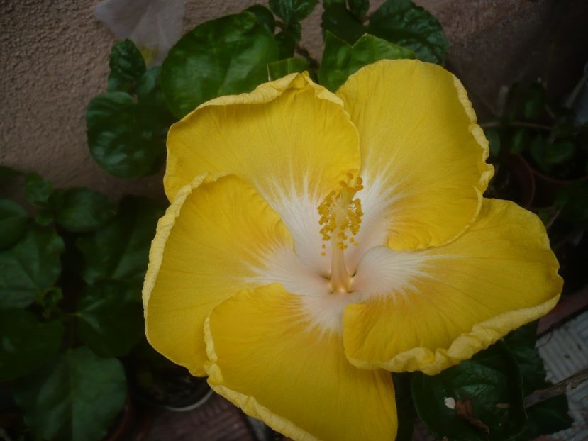 29.07.2019 - HIBISCUSI 2019-2