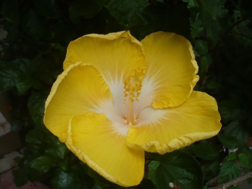 P1420359 - HIBISCUSI 2019-2