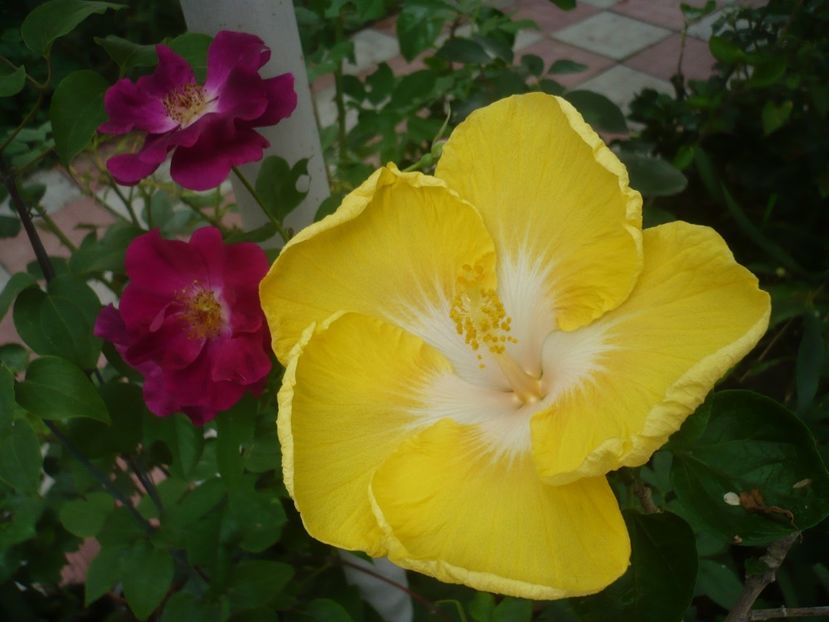 P1420361 - HIBISCUSI 2019-2