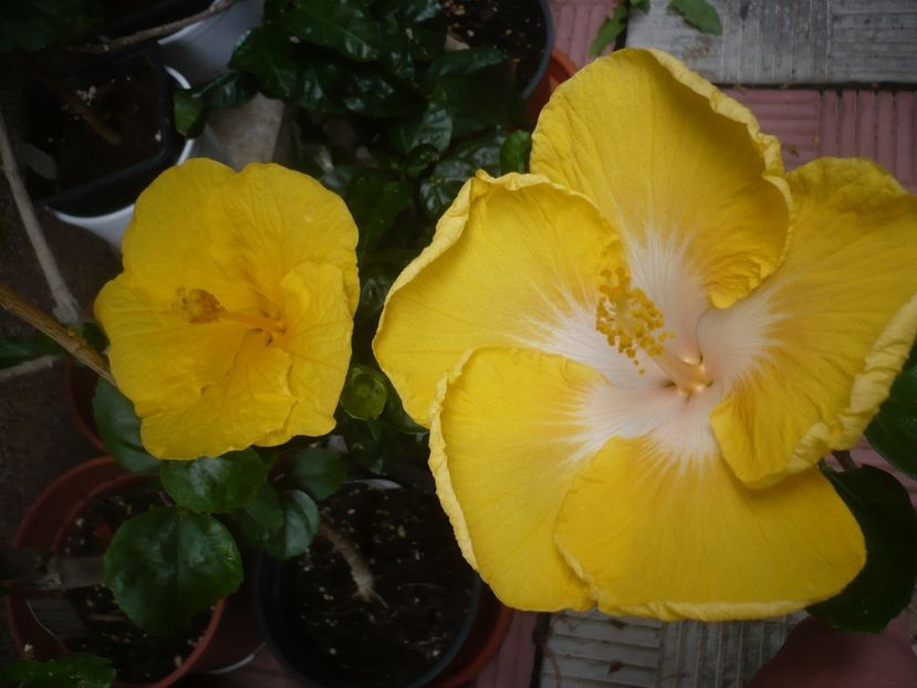 P1420362 - HIBISCUSI 2019-2