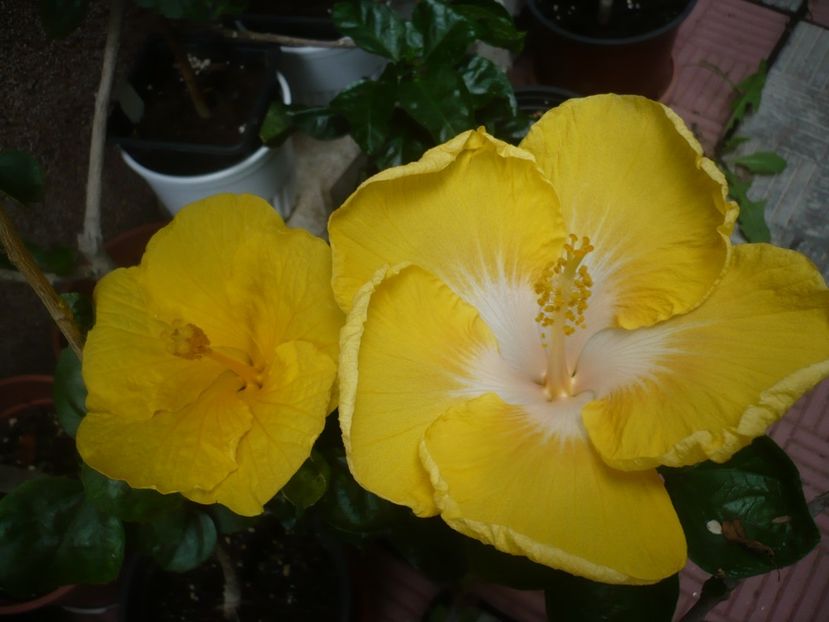 P1420363 - HIBISCUSI 2019-2