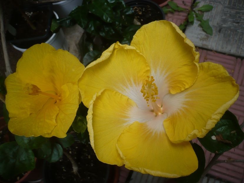 P1420364 - HIBISCUSI 2019-2
