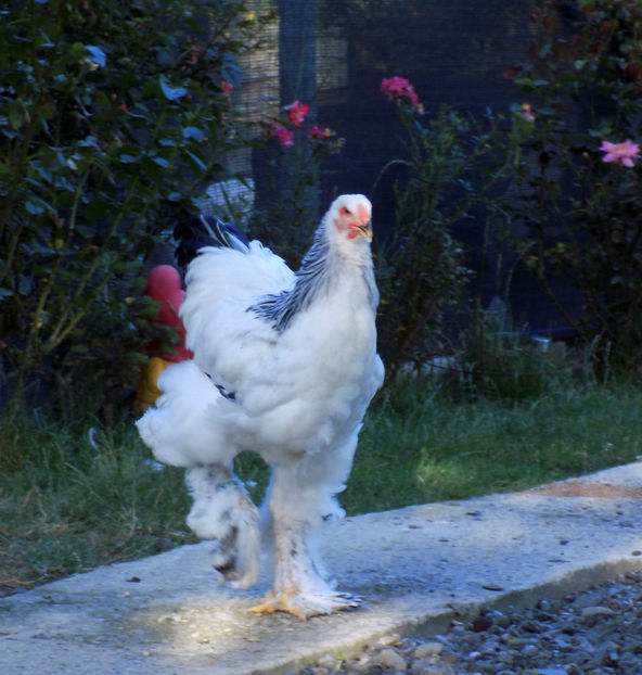  - VIITOR SPERANTE PTR 2020