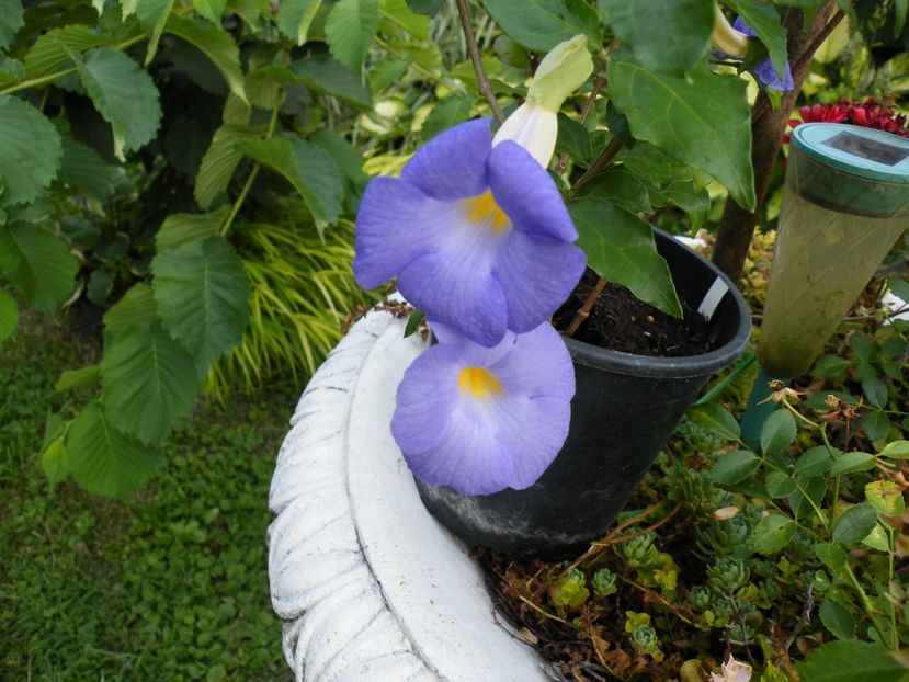thunbergia erecta - 2019