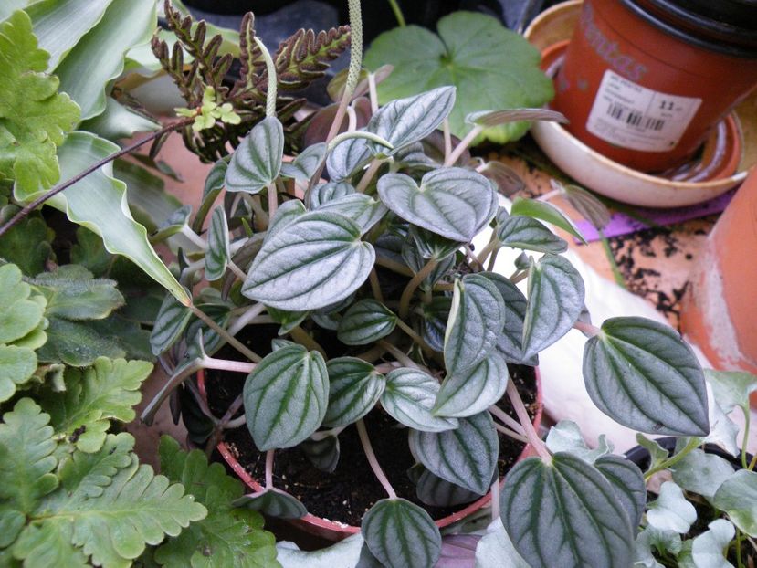 caperata silver riple - Colectie peperomia