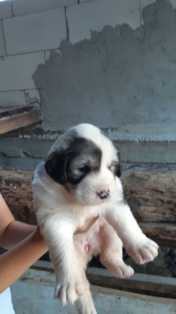  - Ciobanesc carpatin de vanzare