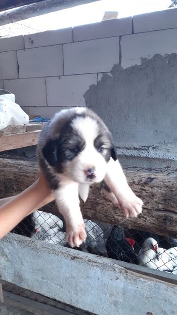  - Ciobanesc carpatin de vanzare