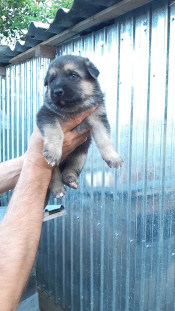  - ciobanesc german DE VANZARE