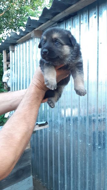  - ciobanesc german DE VANZARE