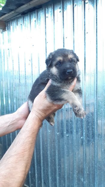  - ciobanesc german DE VANZARE