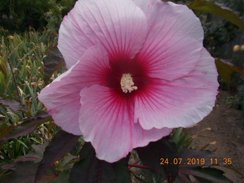 - ARBUSTI ORNAMENTALI DE GRADINA-2018-2020-2021-2022