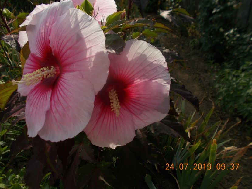  - ARBUSTI ORNAMENTALI DE GRADINA-2018-2020-2021-2022