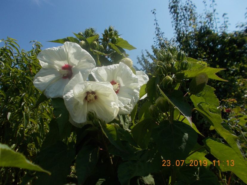  - ARBUSTI ORNAMENTALI DE GRADINA-2018-2020-2021-2022