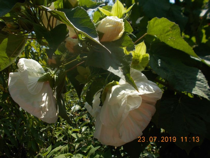  - ARBUSTI ORNAMENTALI DE GRADINA-2018-2020-2021-2022