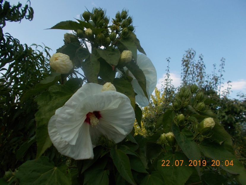  - ARBUSTI ORNAMENTALI DE GRADINA-2018-2020-2021-2022