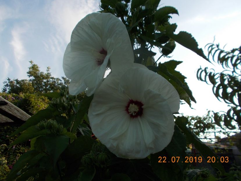  - ARBUSTI ORNAMENTALI DE GRADINA-2018-2020-2021-2022